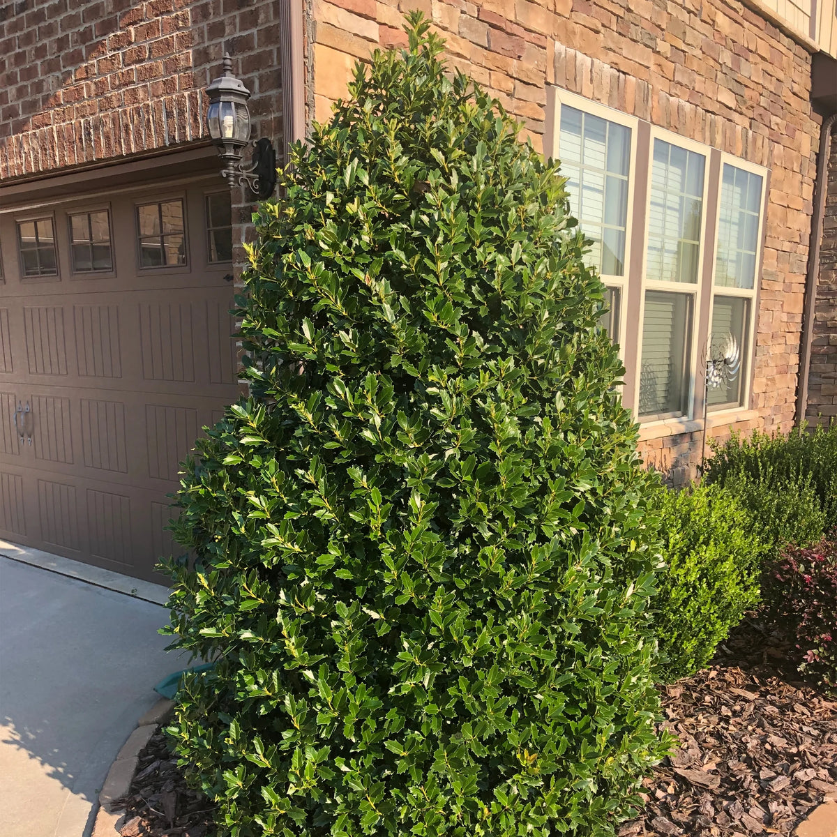 Holly Live Shrub 3 Gallon H573158