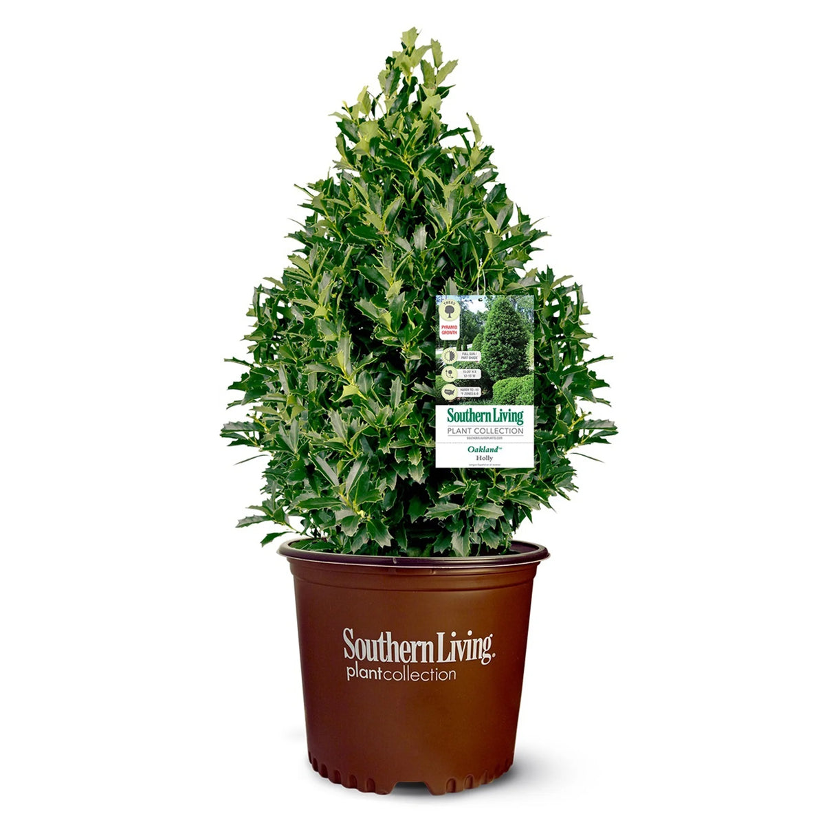 Holly Live Shrub 3 Gallon H573158