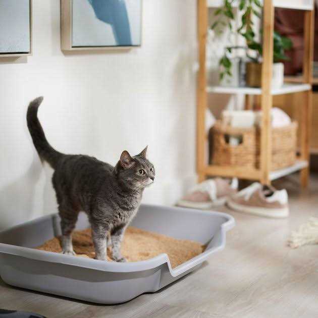 Cat Litter I77273