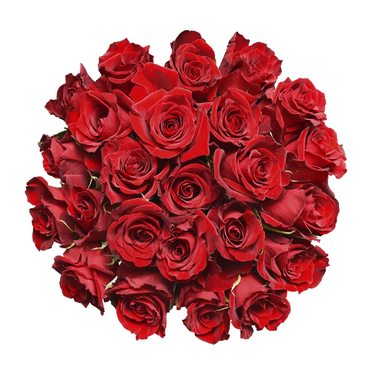Fresh Cut Flowers 24 Stems A147