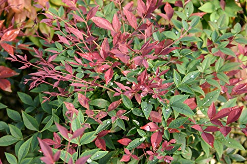 2 Gal. Nandina Shrub K86944