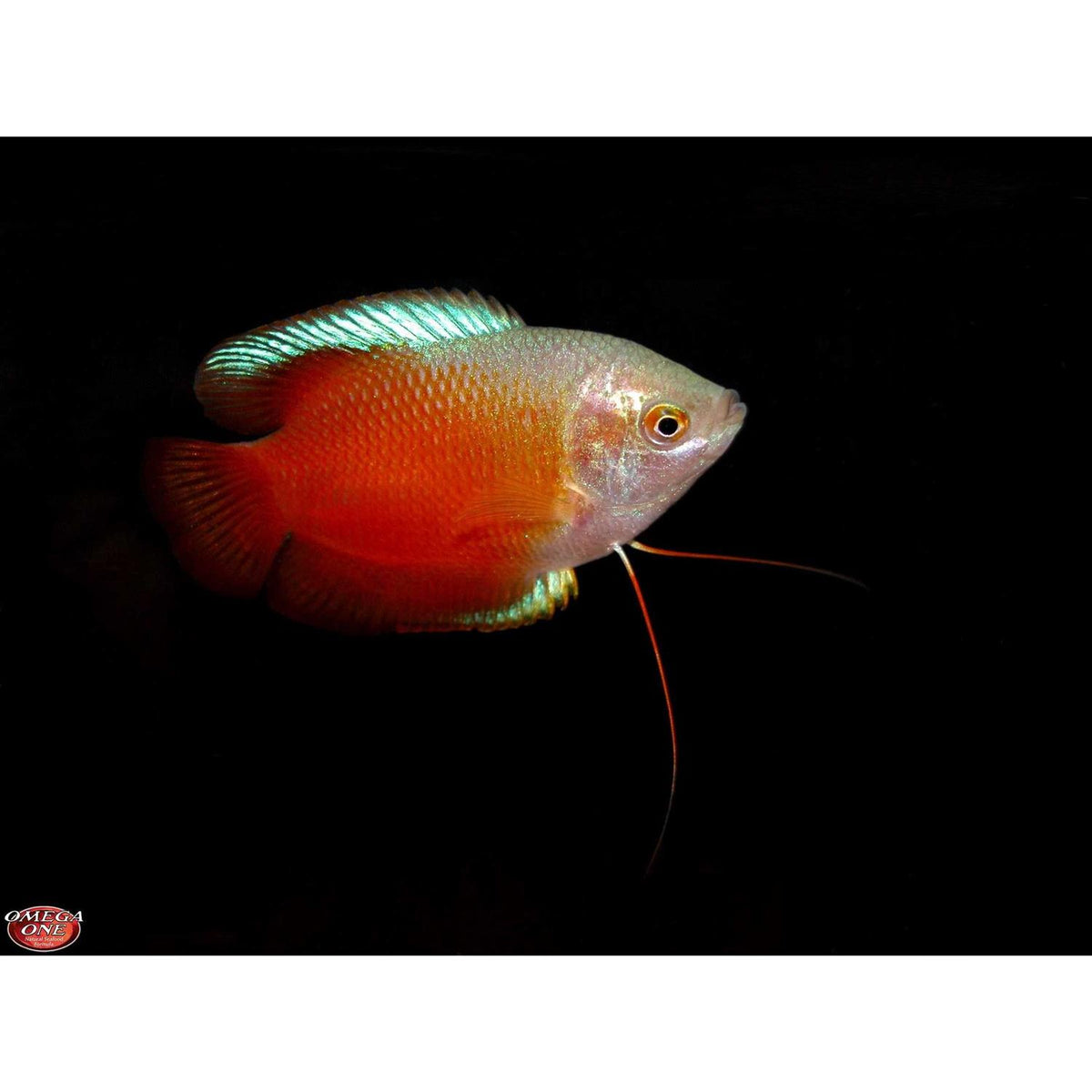 Freshwater Flakes T171272