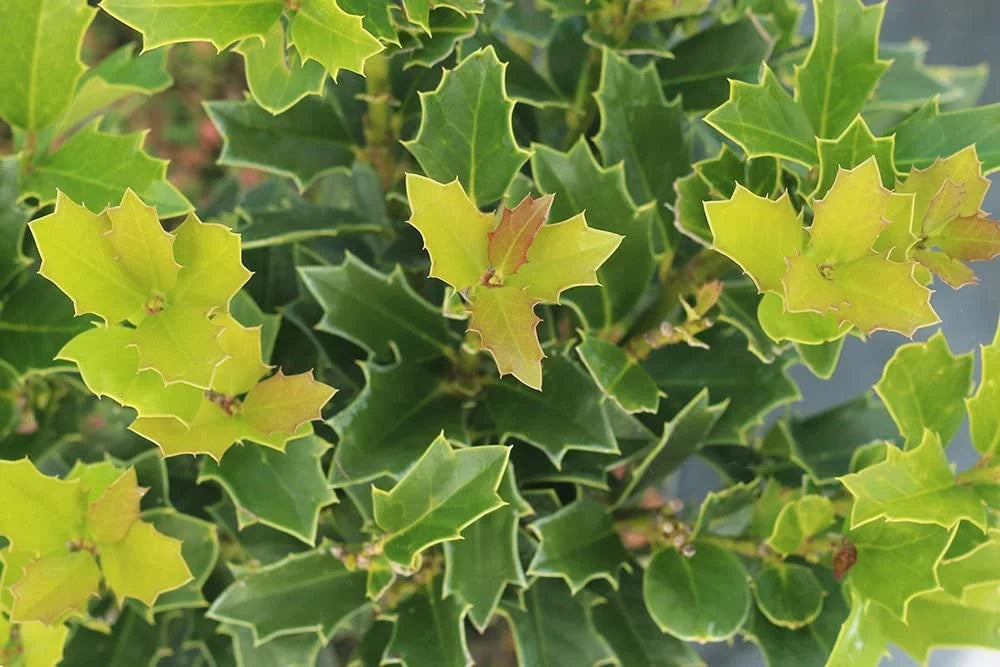 Oak Leaf Holly X3872