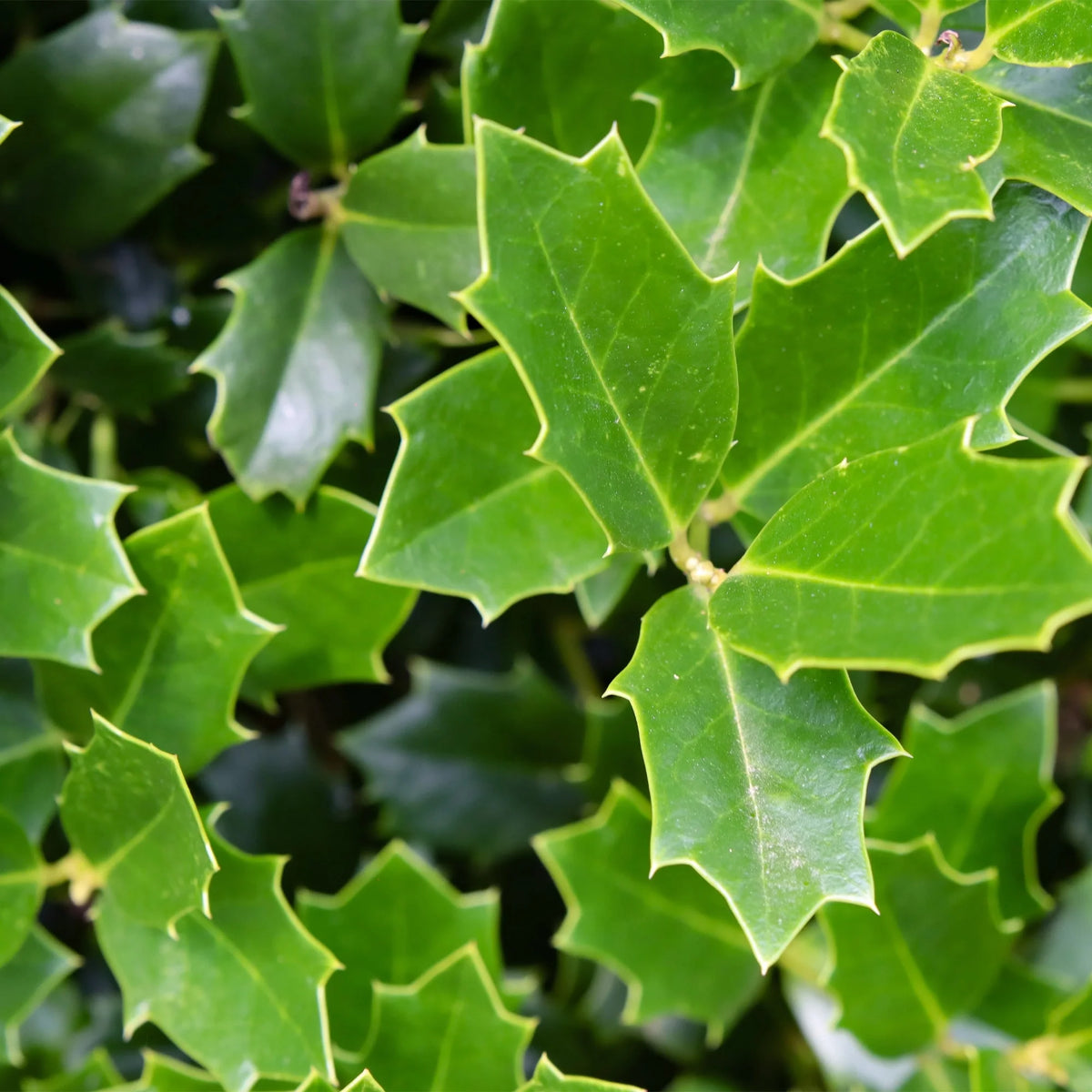 Holly Live Shrub 3 Gallon H573158