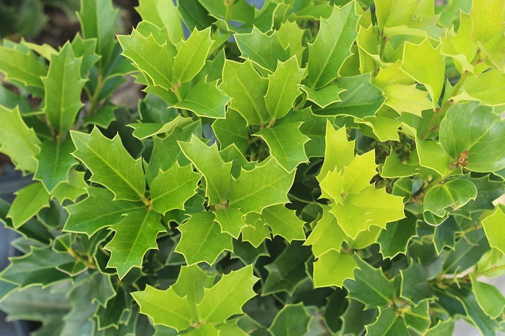 Oak Leaf Holly X3872