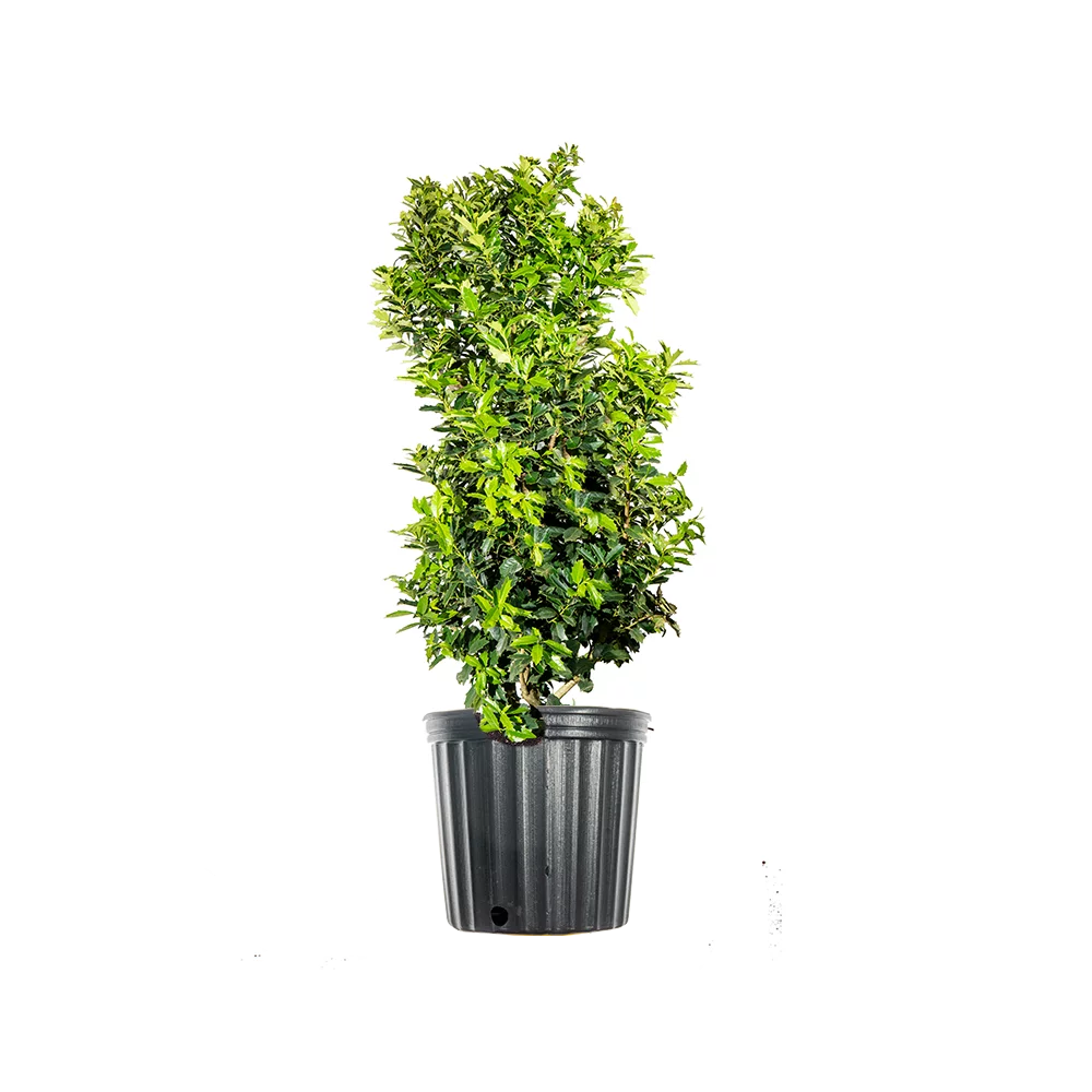 Oak Leaf Holly X3872