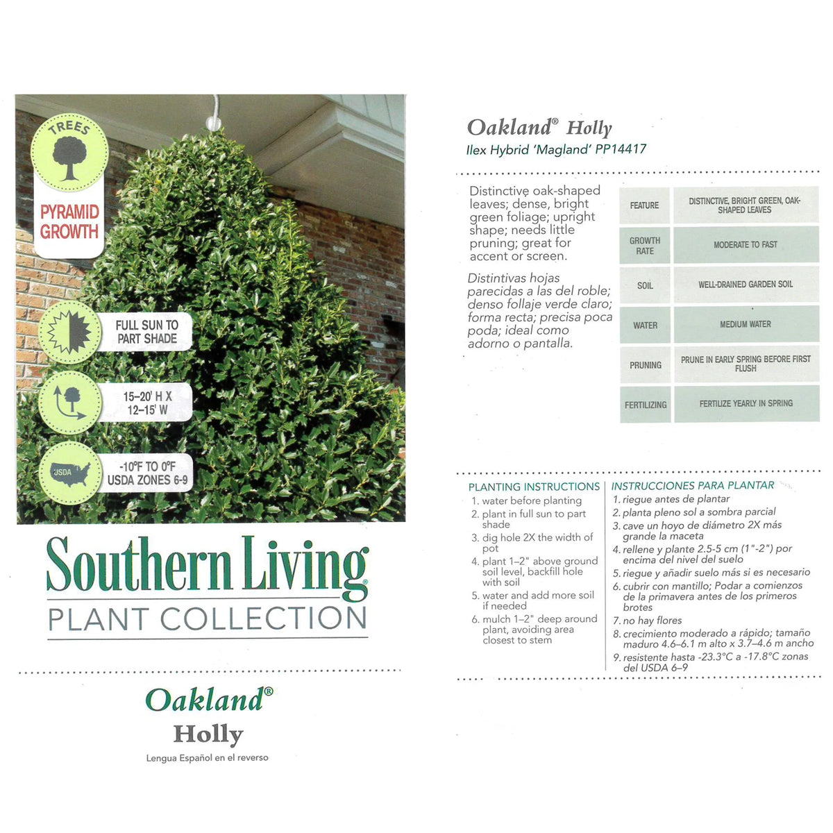 Holly Live Shrub 3 Gallon H573158