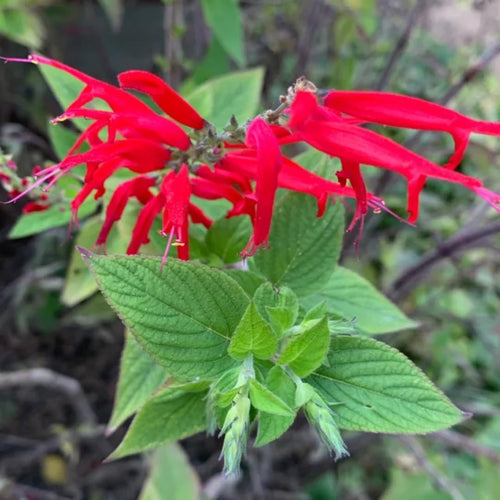 2 Red Pineapple Sage Plants in Pot P393723