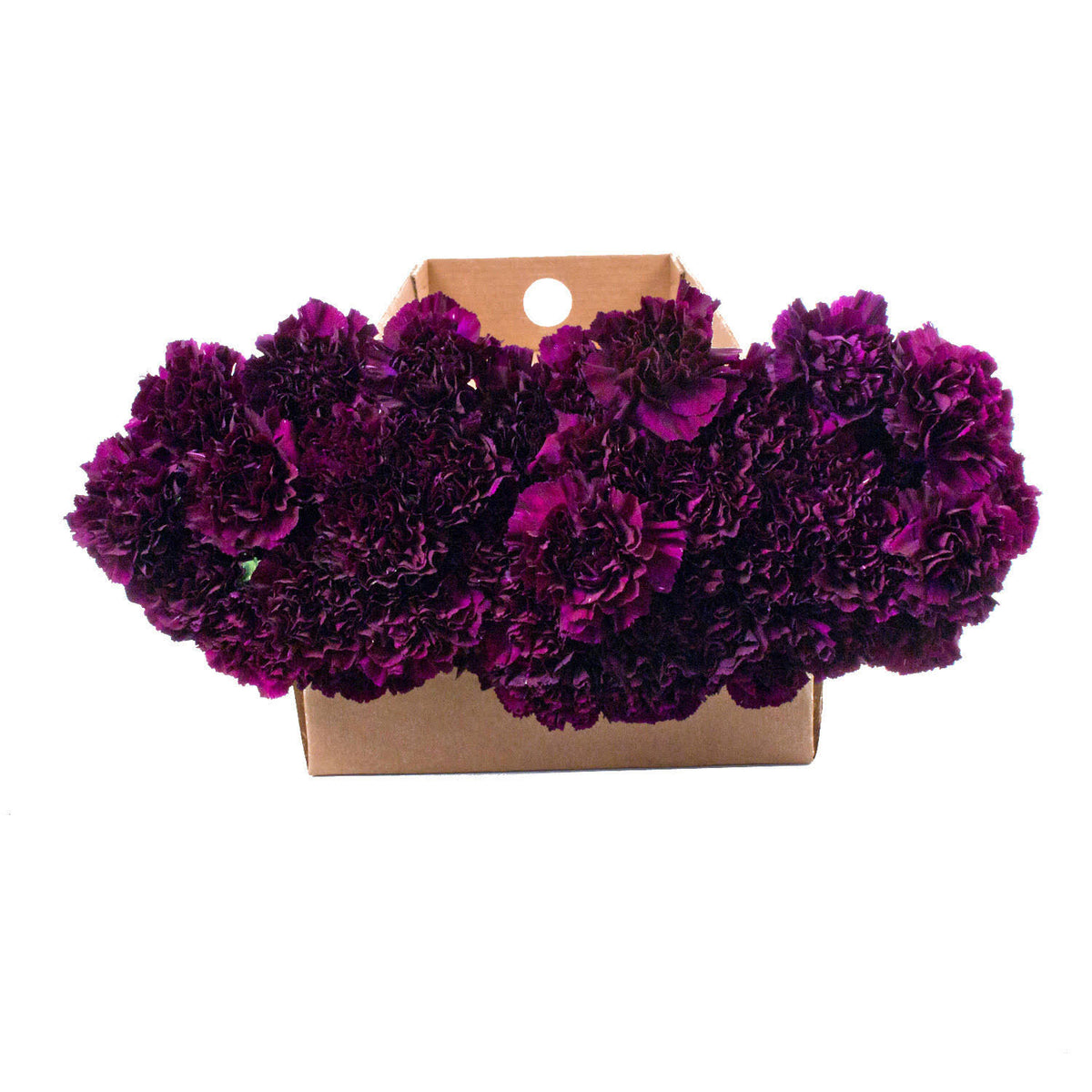 140 Stems Carnations B72420