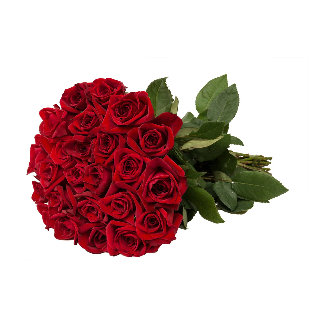 Fresh Cut Flowers 24 Stems A147