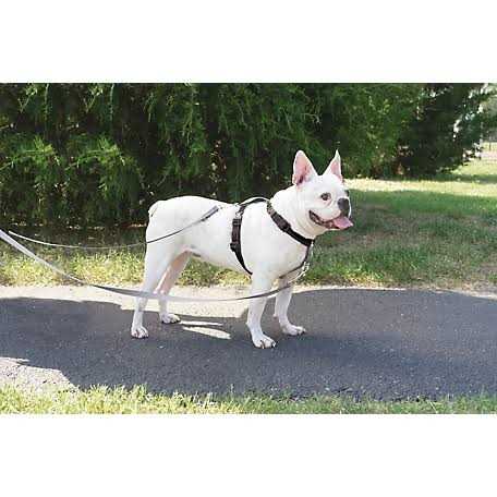 Dog Leash T65672